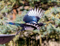 A-bird-016