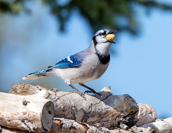 A-bird-081