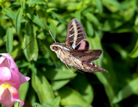A-insect-020 hummimg bird hawk moth