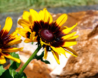 flower-014 A copy