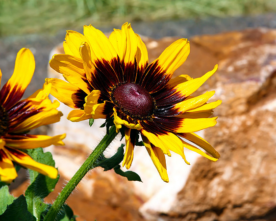 flower-014 A copy