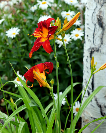 flower-025 A copy