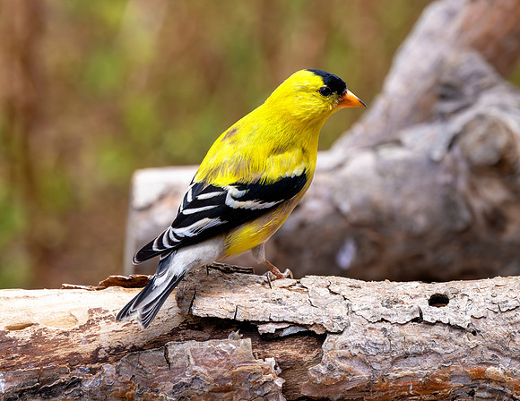 A-bird-060