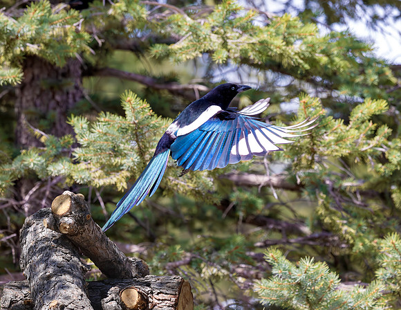 A-bird-039