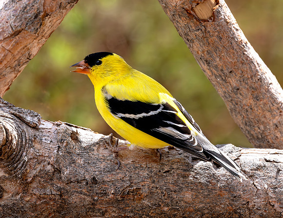 A-bird-061