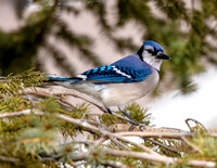 A-bird-011