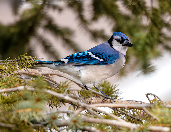 A-bird-011
