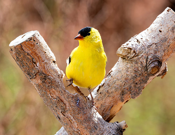 A-bird-076