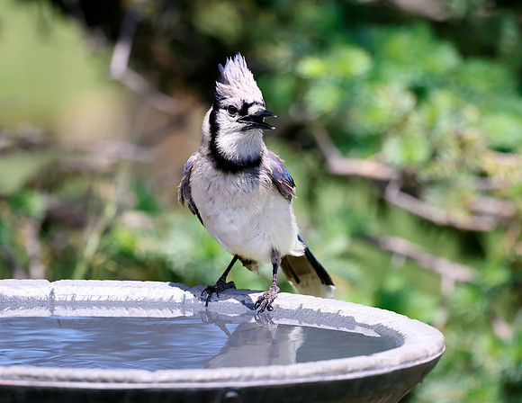A-bird-063