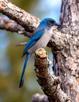 A-bird-005