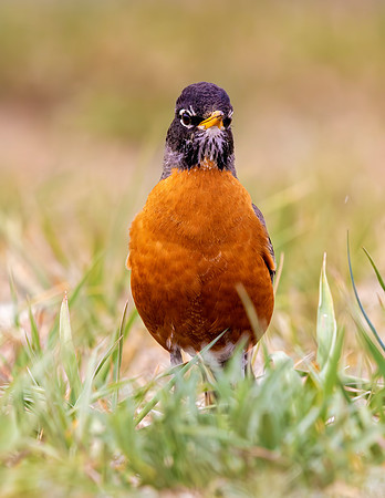 A-bird-068