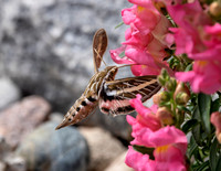A-insect-019 hummimg bird hawk moth