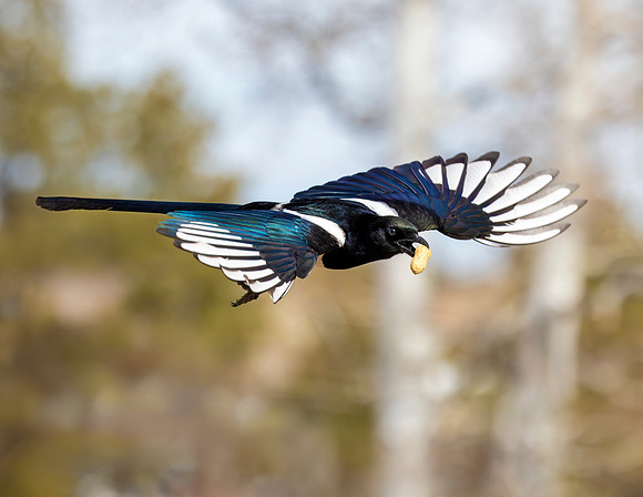 A-bird-017