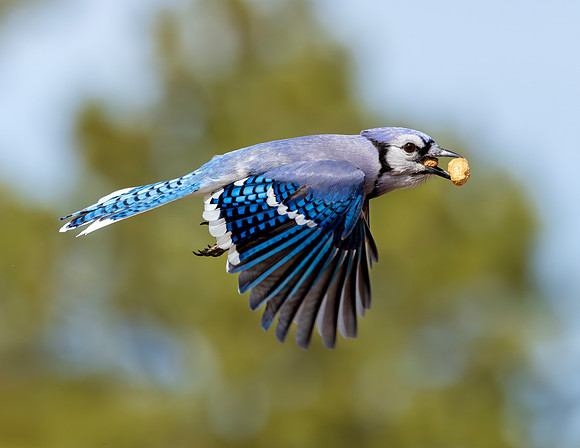 A-bird-030