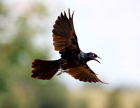 A-bird-006