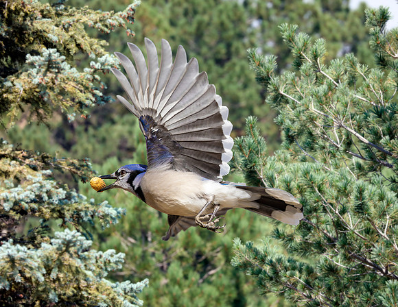 A-bird-021