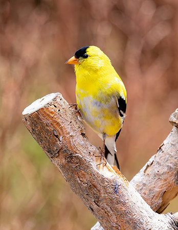 A-bird-075