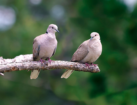 A-bird-101