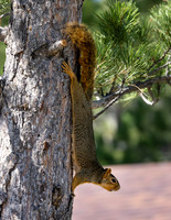 A-squirrel-018 copy