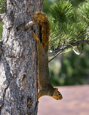 A-squirrel-018 copy