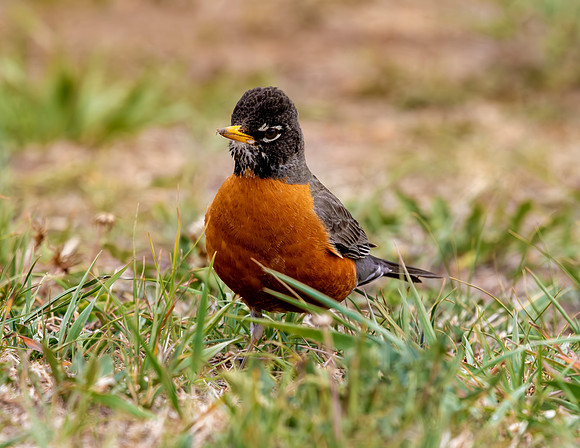 A-bird-064