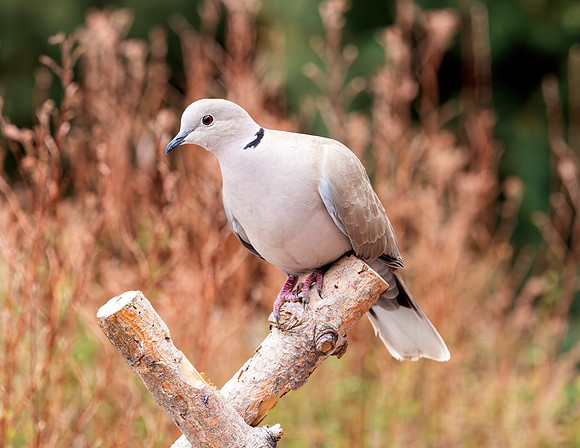 A-bird-070
