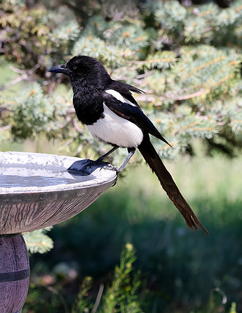 A-bird-096