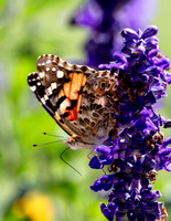 A-butterfly-009 copy