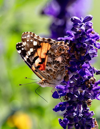 A-butterfly-009 copy