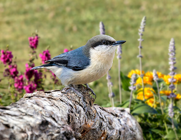 A-bird-051