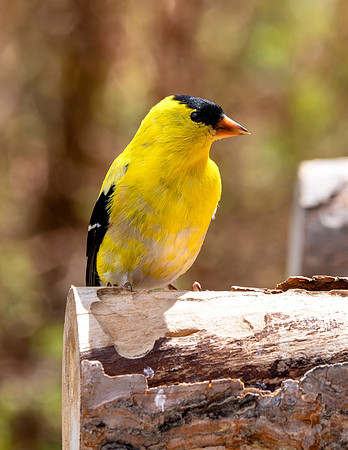 A-bird-077