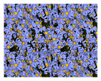 background B-006 Blue flowers