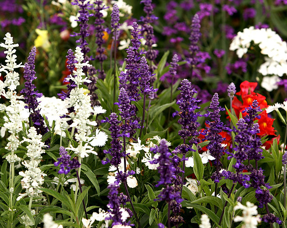 background B-009 flowers