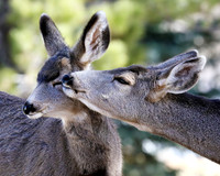 A-deer-004 A