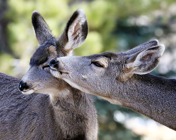 A-deer-004 A