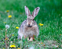 A-rabbit-037 A