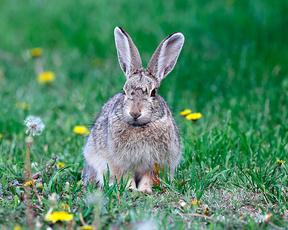 A-rabbit-037 A