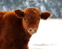 A-cow-001 A